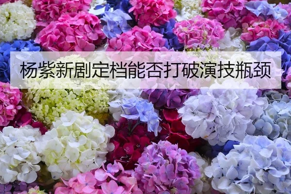 杨紫新剧定档能否打破演技瓶颈